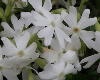 Close-up of white flowers