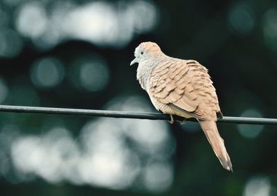 Close-up of bird perching on cable