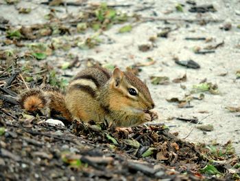 Close-up of squirrel on field