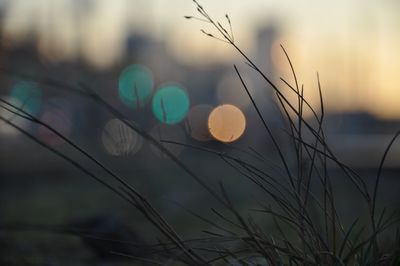 Close-up of stalks against sky at sunset