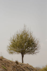 Low angle view of trees against clear sky