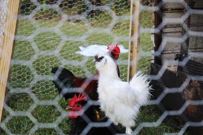 Chicken living quarters