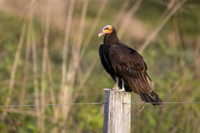 Close-up of bird perching on wood