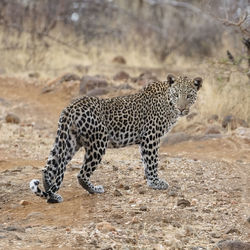 Leopard standing on field in erindi