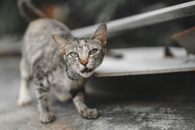 Close-up portrait of tabby cat