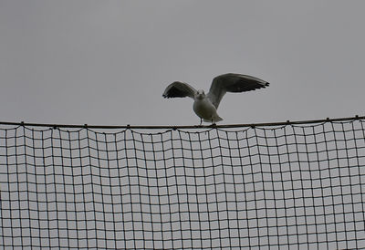Low angle view of seagull flying against clear sky