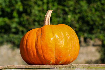 Close-up of orange pumpkin on wood during autumn