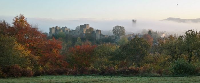 Trees in park during autumn