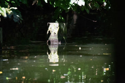 View of bird on lake