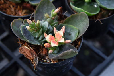 High angle view of potted plant