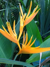 Close-up of yellow flowers