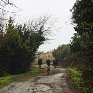 Rear view of people walking on road amidst trees