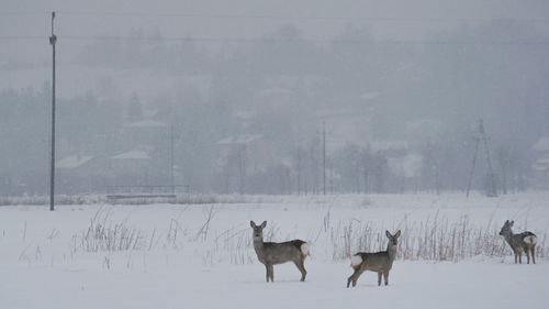 Horses on snow covered field