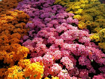 High angle view of pink flowering plants