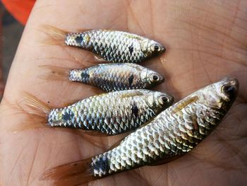 Close-up of hand holding fish