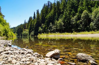 Scenic view of lake in forest