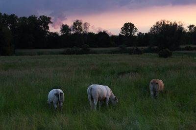 Horses in a field