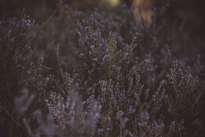 Full frame shot of plants on field