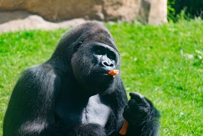 Close-up of monkey on grass