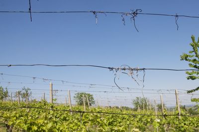 Low angle view of plants against clear sky