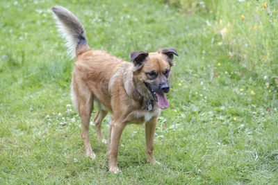 Portrait of dog standing on field