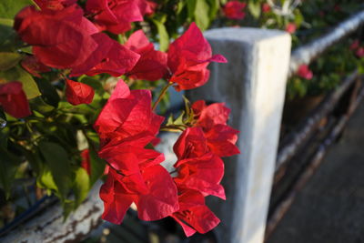 Close-up of red flowering plant