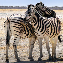 Zebra grazing in field