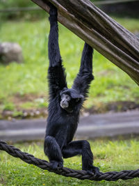 Monkey sitting in a zoo