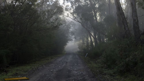 Road amidst trees in forest