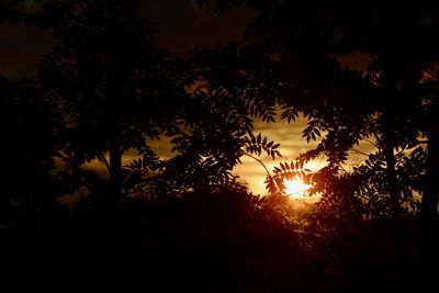 Silhouette trees against sky during sunset