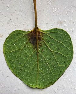 Close-up of raindrops on leaves