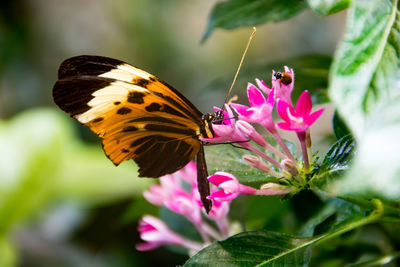 Butterfly pollinating on pink flower