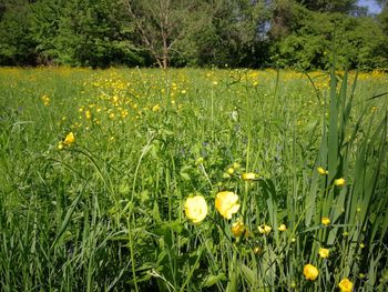 Yellow flowering plants on land