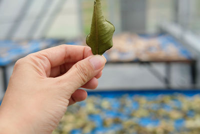 Close-up of hand holding leaf