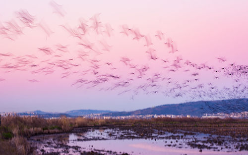 Pink flowers on field against sky during sunset