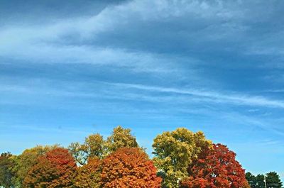 Low angle view of trees against sky