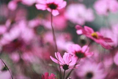 Close-up of cosmos flower