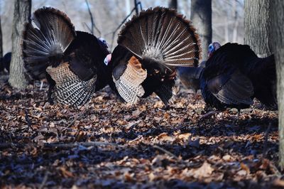 Wild turkeys in the forest