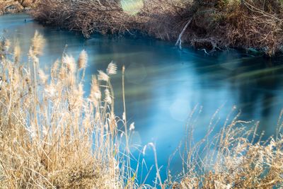 High angle view of river by plants