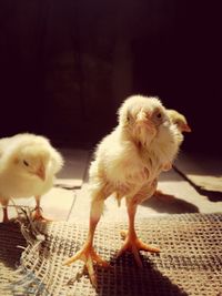 Close-up of baby chickens