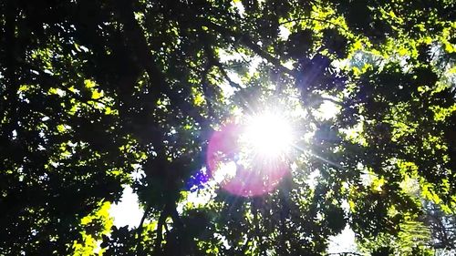 Low angle view of trees in forest