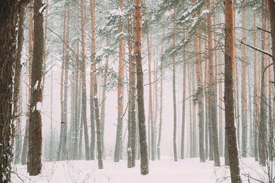 Trees in forest