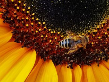 Close-up of bee pollinating on sunflower