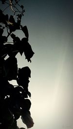 Low angle view of tree against clear sky