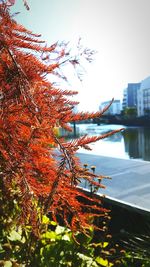 View of trees in water