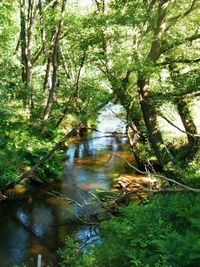 River passing through forest