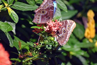 Close-up of butterfly pollinating flower