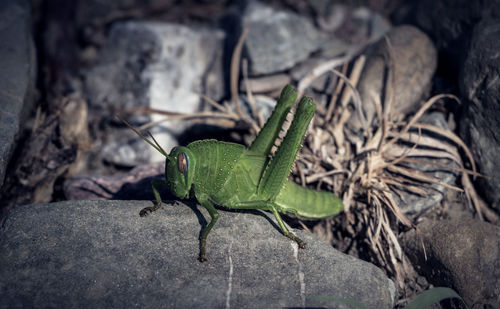 Close-up of insect on rock