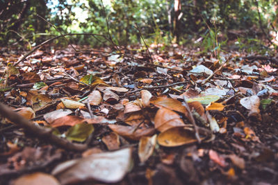 Close-up of dried autumn leaves on field