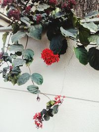 Close-up of flowers growing on plant